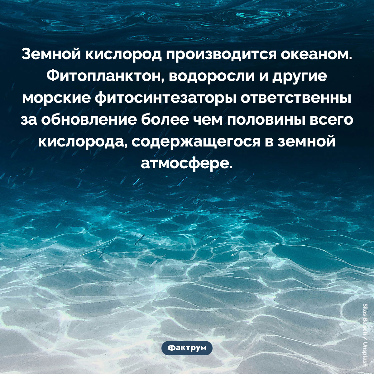 Земной кислород производится океаном. Земной кислород производится океаном. Фитопланктон, водоросли и другие морские фитосинтезаторы ответственны за обновление более чем половины всего кислорода, содержащегося в земной атмосфере.