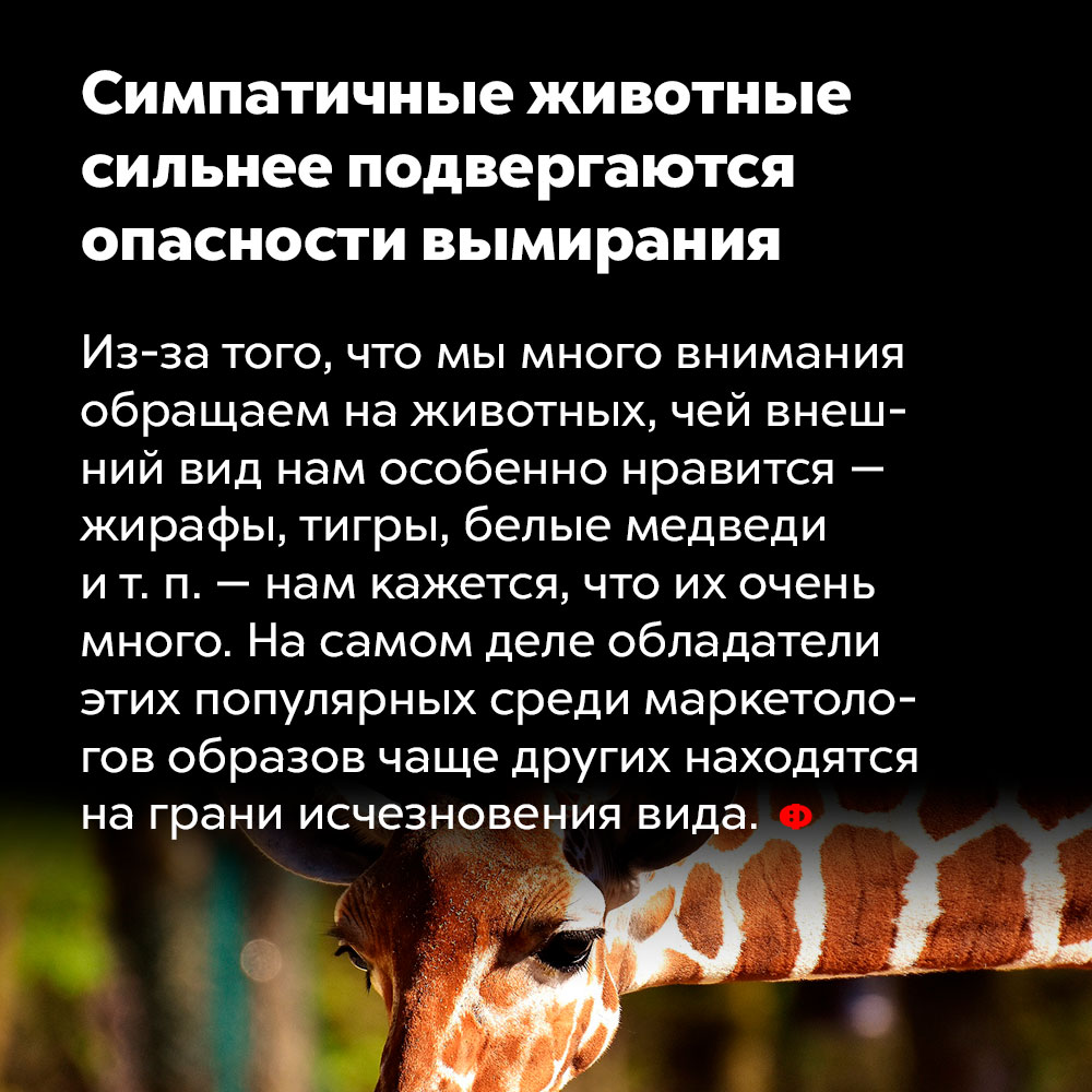 Симпатичные животные больше подвергаются опасности вымирания. Из-за того, что мы много внимания обращаем на животных, чей внешний вид нам особенно нравится — жирафы, тигры, белые медведи и т. п. — нам кажется, что их очень много. На самом деле обладатели этих популярных среди маркетологов образов чаще других находятся на грани исчезновения вида.