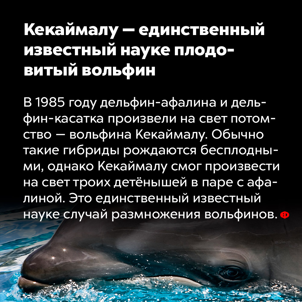 Кекаймалу — единственный известный науке плодовитый вольфин. В 1985 году дельфин-афалина и дельфин-касатка произвели на свет потомство вольфина Кекаймалу. Обычно такие гибриды рождаются бесплодными, однако Кекаймалу смог произвести на свет троих детёнышей в паре с афалиной. Это единственный известный науке случай размножения вольфинов.