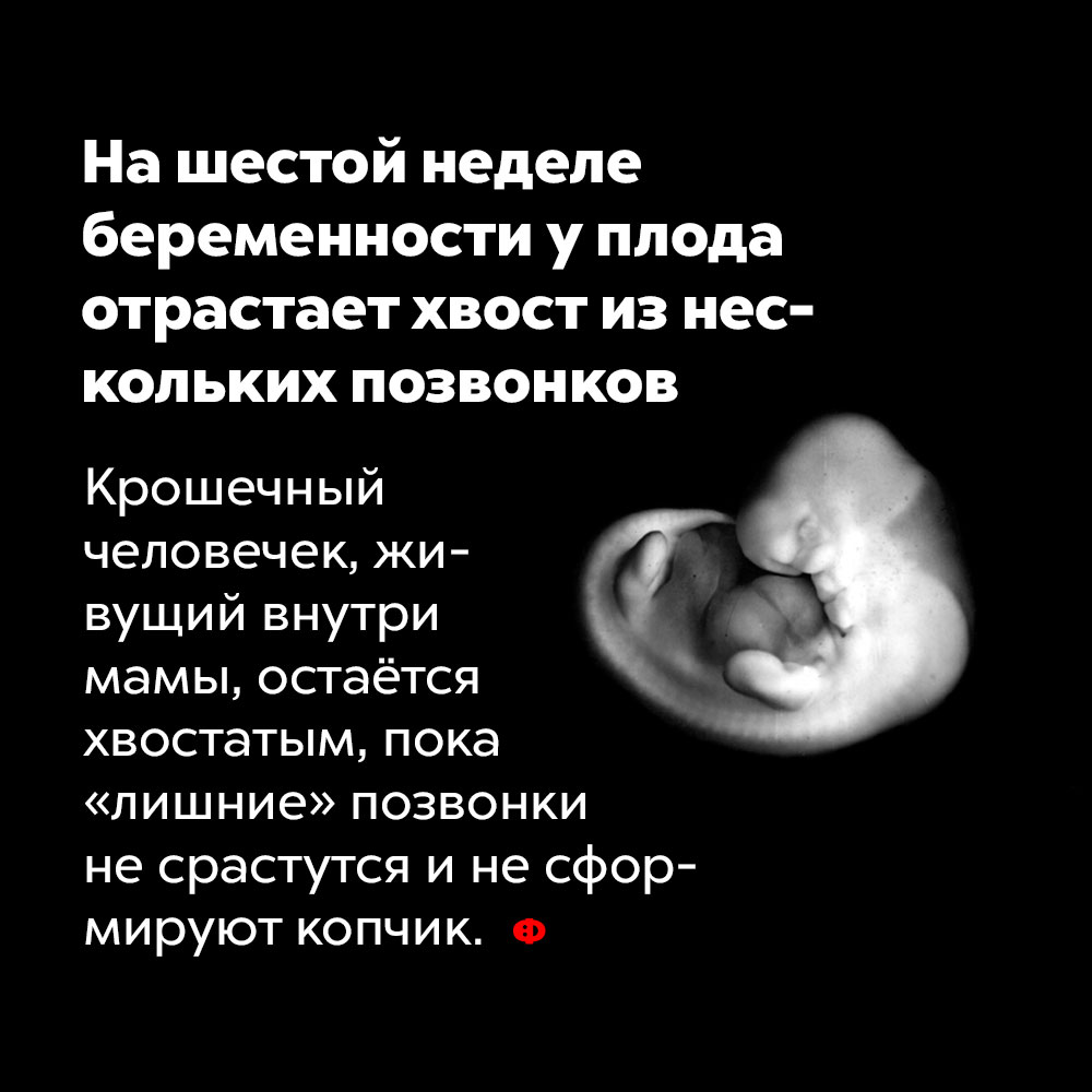 На шестой неделе беременности у плода отрастает хвост из нескольких позвонков. Крошечный человечек, живущий внутри мамы, остаётся хвостатым, пока «лишние» позвонки не срастутся и не сформируют копчик.