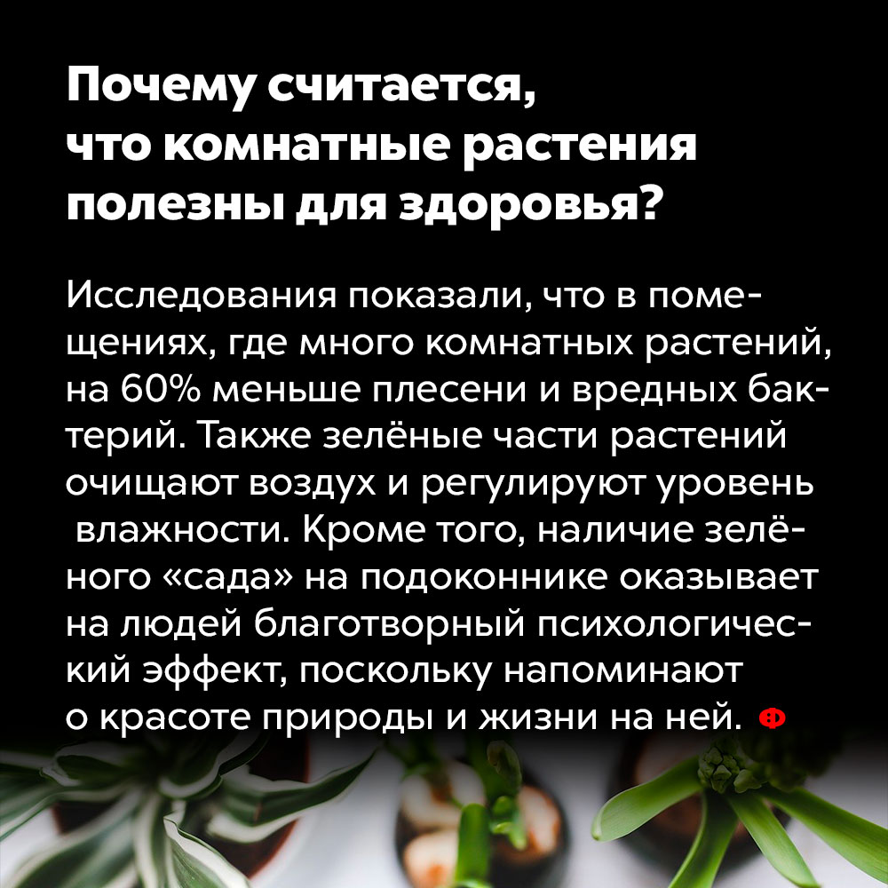 Почему считается, что комнатные растения полезны для здоровья?. Исследования показали, что в помещениях, где много комнатные растений, на 60% меньше плесени и вредный бактерий. Также зелёный части растений очищают воздух и регулируют уровень влажности. Кроме того, наличие зелёного «сада» на подоконнике оказывает на людей благотворный психологический эффект, поскольку напоминают о красоте природы и жизни на ней.