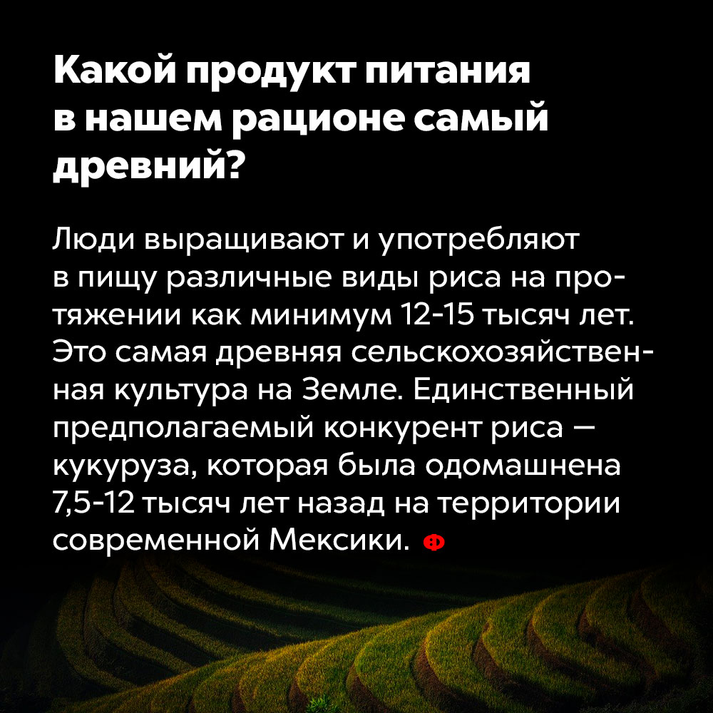 Какой продукт питания в нашем рационе самый древний?. Люди выращивают и употребляют в пищу различные виды риса на протяжении как минимум 12-15 тысяч лет. Это самая древняя сельскохозяйственная культура на Земле. Единственный предполагаемый конкурент риса — кукуруза, которая была одомашнена 7,5-12 тысяч лет назад на территории современной Мексики.