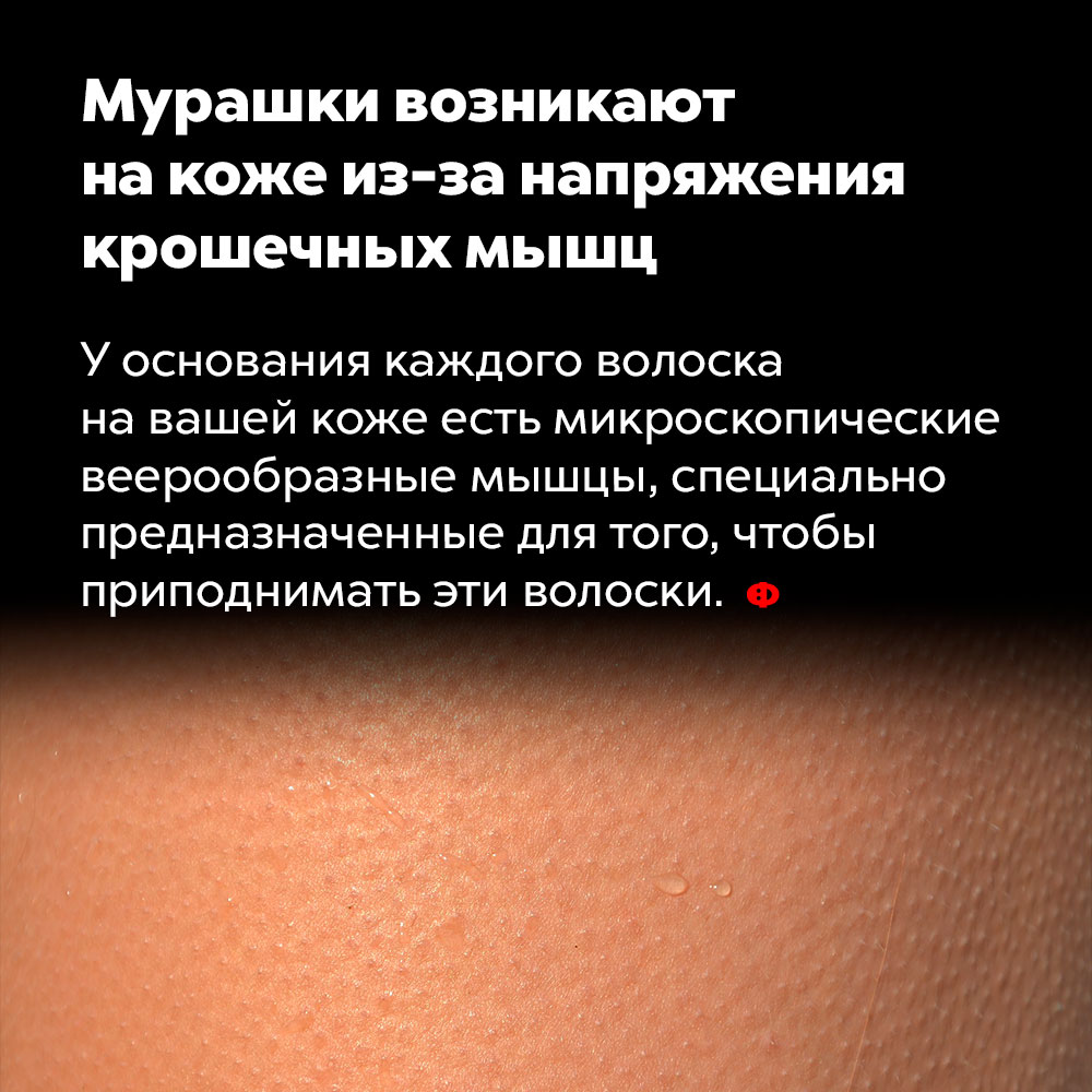 Почему бегут мурашки