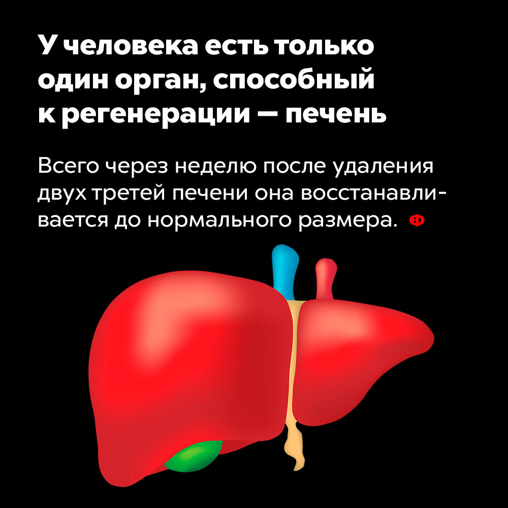 У человека есть только один орган, способный к регенерации — печень. Всего через неделю после удаления двух третей печени она восстанавливается до нормального размера.