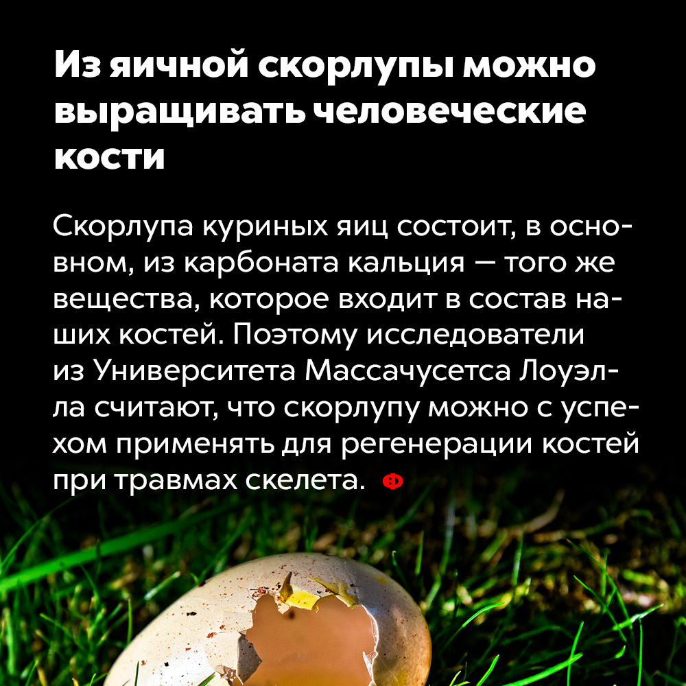 Из яичной скорлупы можно выращивать человеческие кости. Скорлупа куриных яиц состоит, в основном, из карбоната кальция — того же вещества, которое входит в состав наших костей. Поэтому исследователи из Университета Массачусетса Лоуэлла считают, что скорлупу можно с успехом применять для регенерации костей при травмах скелета.