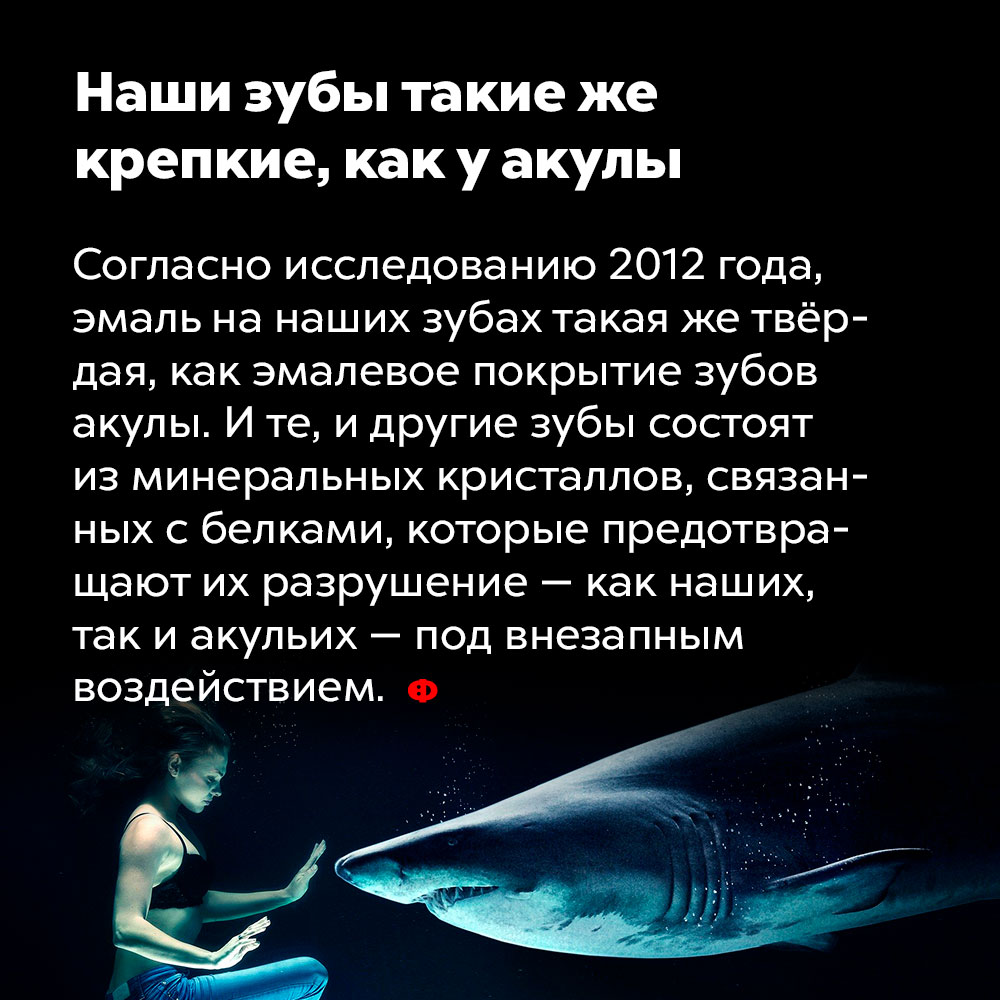 Наши зубы такие же крепкие, как у акулы. Согласно исследованию 2012 года, эмаль на наших зубах такая же твёрдая, как эмалевое покрытие зубов акулы. И те, и другие зубы состоят из минеральных кристаллов, связанных с белками, которые предотвращают их разрушение — как наших, так и акульих — под внезапным воздействием.