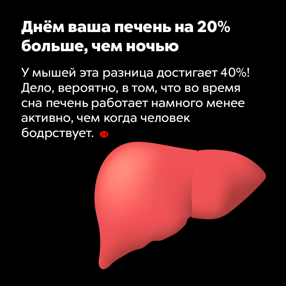 Днём ваша печень на 20% больше, чем ночью. У мышей эта разница достигает 40%! Дело, вероятно, в том, что во время сна печень работает намного менее активна, чем когда мы бодрствуем.