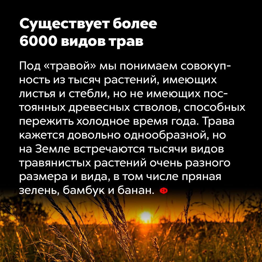 Существует более 6000 видов трав. Под «травой» мы понимаем совокупность из тысяч растений, имеющих листья и стебли, но не имеющих постоянных древесных стволов, способных пережить холодное время года. Трава кажется довольно однообразной, но на Земле встречаются тысячи видов травянистых растений очень разного размера и вида, в том числе пряная зелень, бамбук и банан.