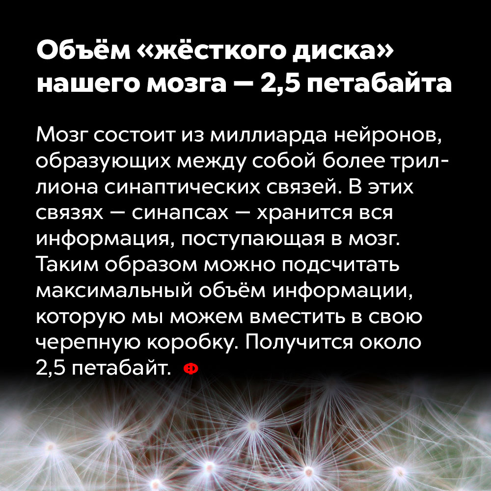 Объём «жёсткого диска» нашего мозга — 2,5 петабайта. Мозг состоит из миллиарда нейронов, образующих между собой более триллиона синаптических связей. В этих связях — синапсах — хранится вся информация, поступающая в мозг. Таким образом можно подсчитать максимальный объём информации, которую мы можем вместить в свою черепную коробку. Получится около 2,5 петабайт.