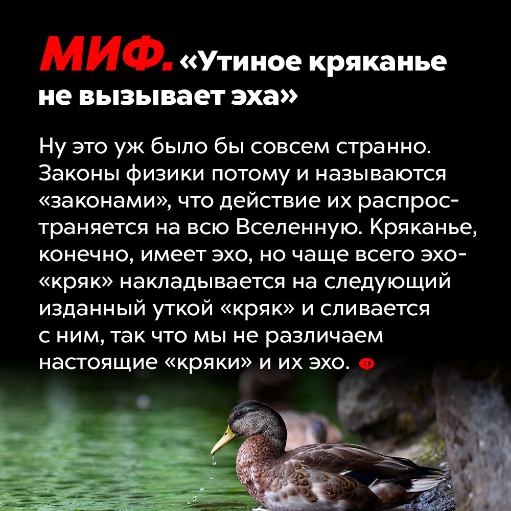 То, что «утиное кряканье не вызывает эха» — это миф. Законы физики потому и называются «законами», что действие их распространяется на всю Вселенную. Кряканье, конечно, имеет эхо, но чаще всего эхо-«кряк» накладывается на следующий изданный уткой «кряк» и сливается с ним, так что мы не различаем настоящие «кряки» и эхо.