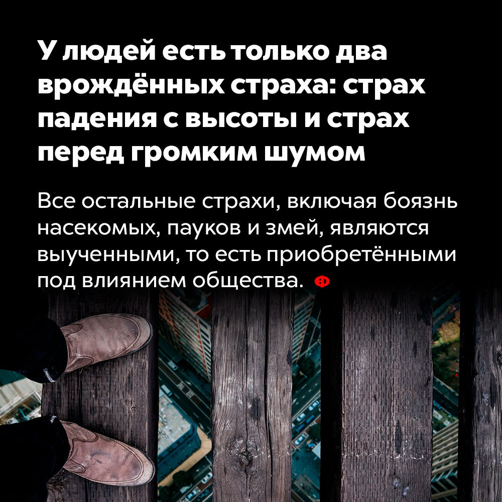 У людей есть только два врождённых страха: страх падения с высоты и страх перед громким шумом. Остальные страхи, включая боязнь насекомых, пауков и змей, являются выученными, то есть приобретёнными под влиянием общества.