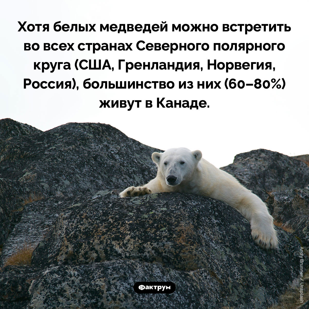 Большинство белых медведей живут в Канаде