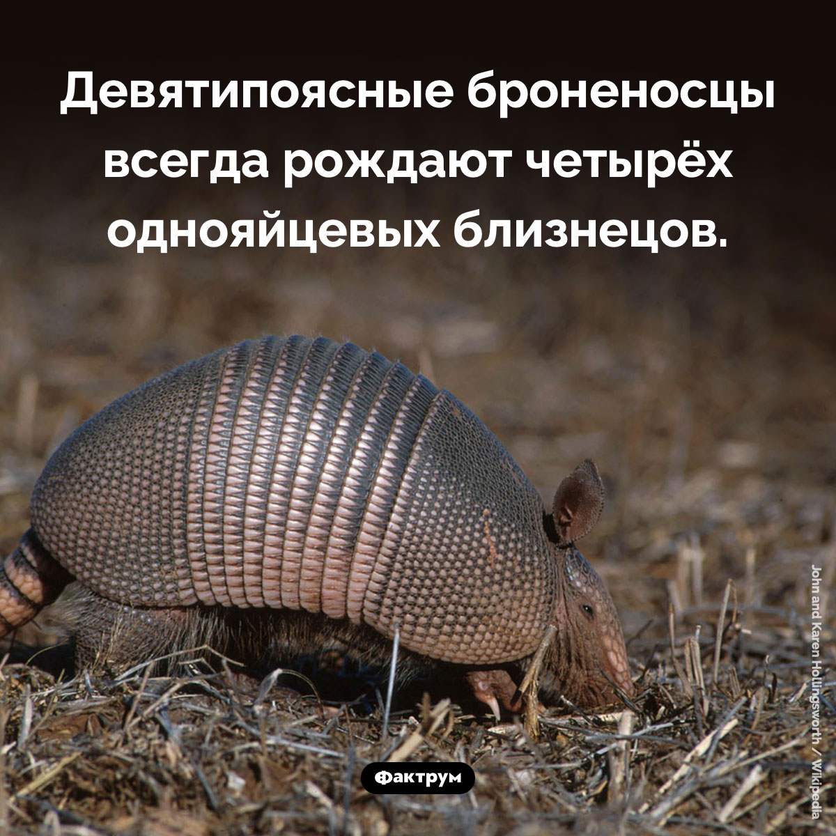Четверняшки броненосцев. Девятипоясные броненосцы всегда рождают четырёх однояйцевых близнецов.