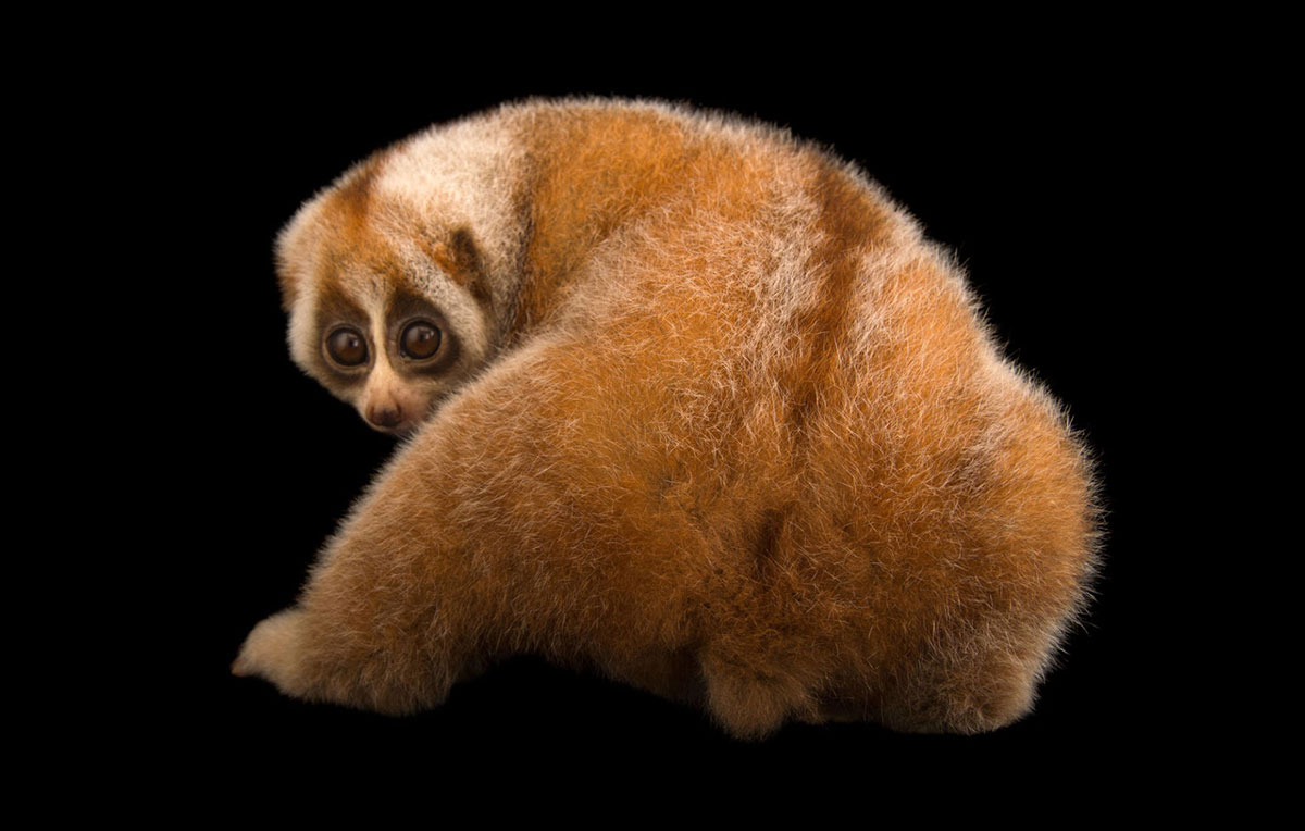 Еліктіргіш шлюха Абигейл Джонсон ит стиліне ие болып, қуана ыңылдап жатыр Шынжырдағы құлдың суреті