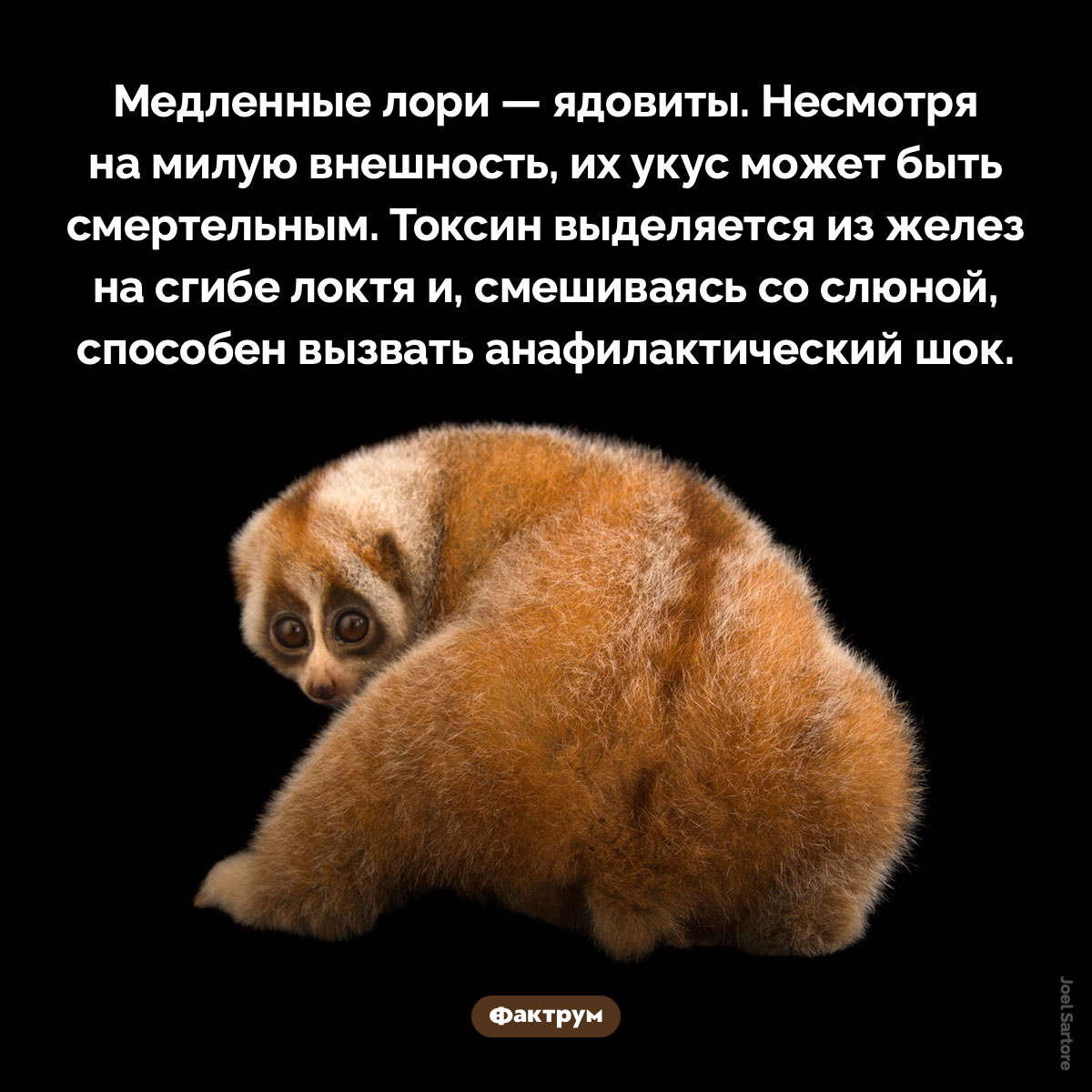 Медленные лори — самые ядовитые приматы. Медленные лори — ядовиты. Несмотря на милую внешность, их укус может быть смертельным. Токсин выделяется из желез на сгибе локтя и, смешиваясь со слюной, способен вызвать анафилактический шок.