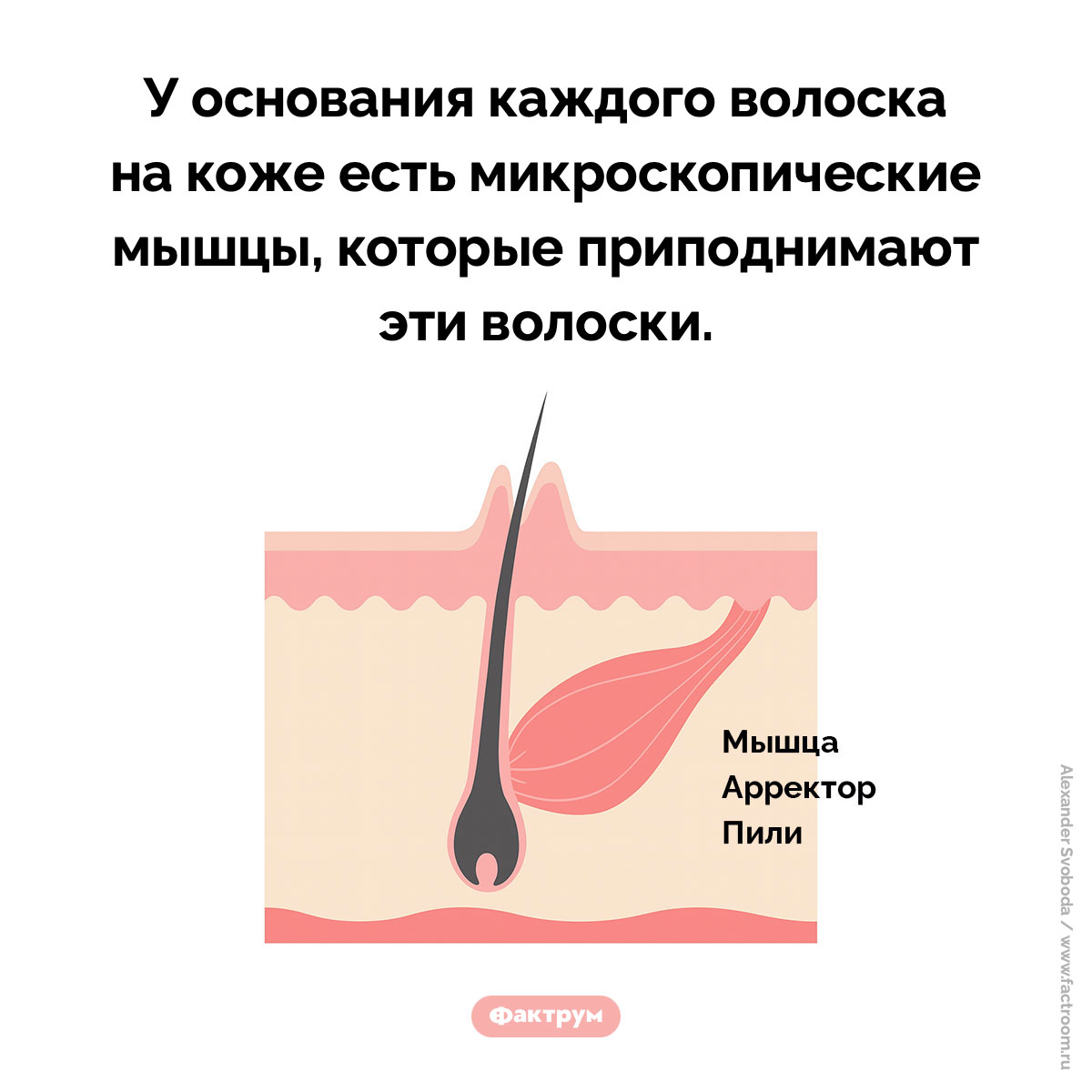 Мурашки возникают на коже из-за напряжения крошечных мышц