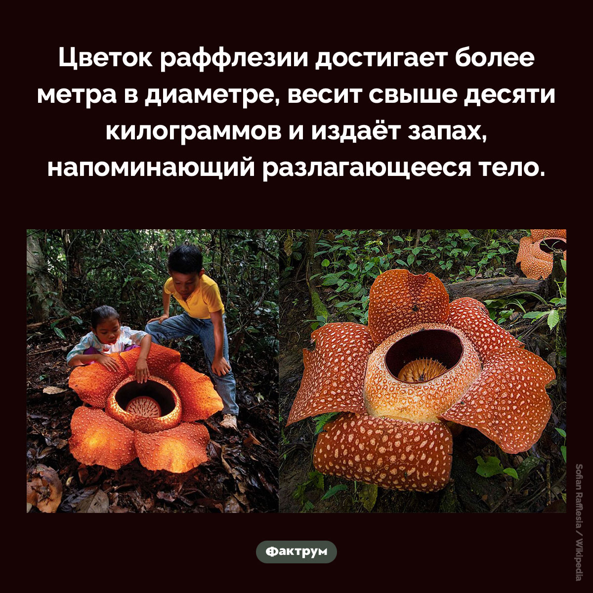 Раффлезия