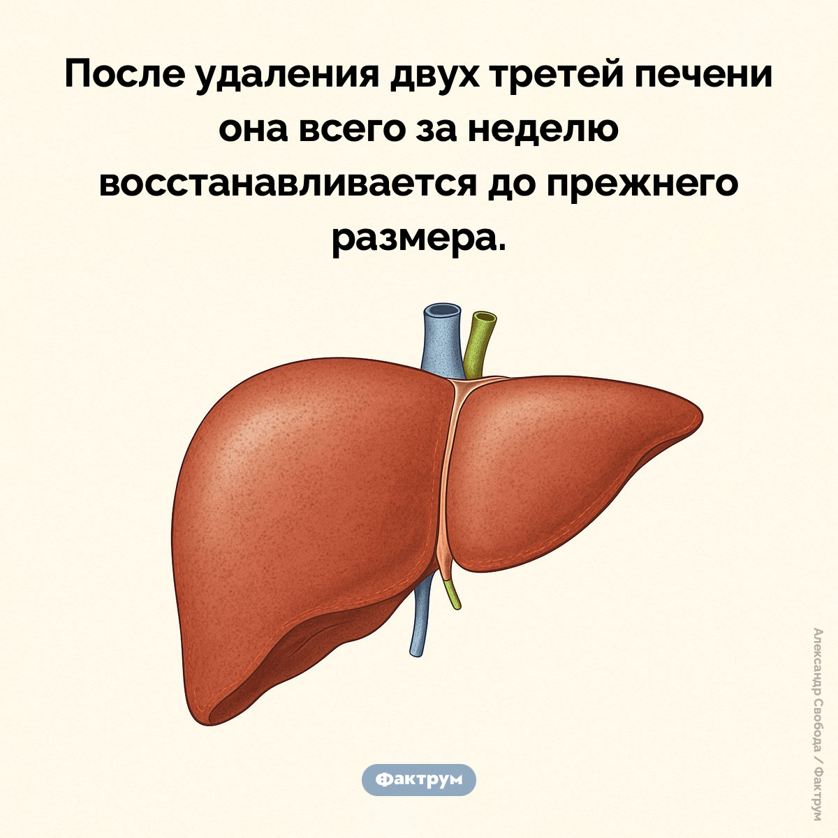 Регенерация печени. После удаления двух третей печени она всего за неделю восстанавливается до прежнего размера.