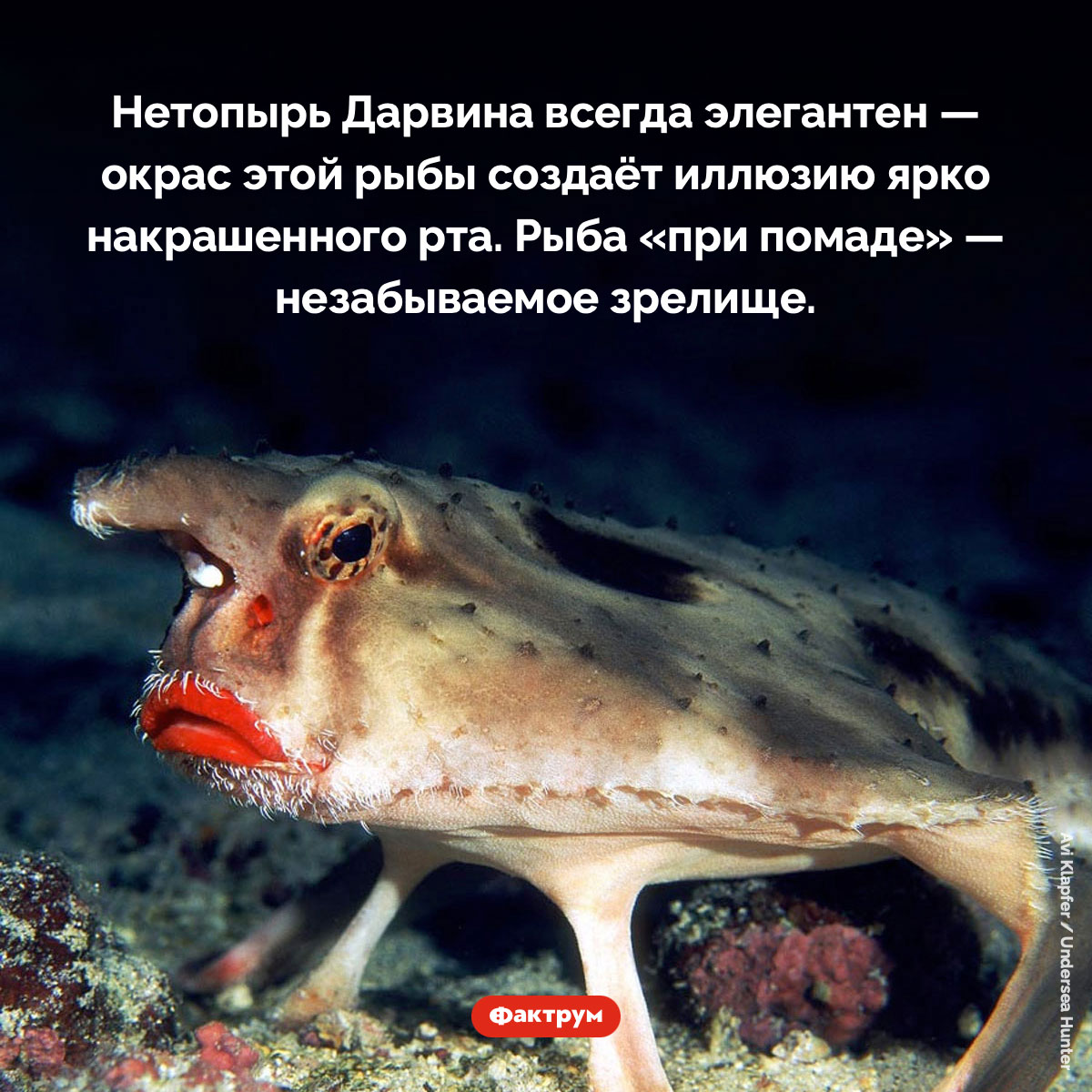 Рыба с «накрашенными губами»