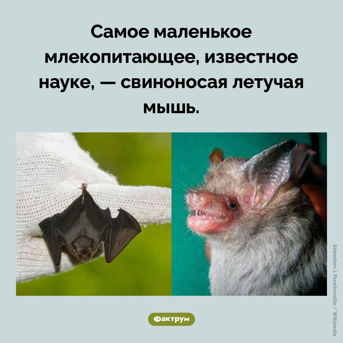 Самое крошечное млекопитающее. Самое маленькое млекопитающее, известное науке, — свиноносая летучая мышь.