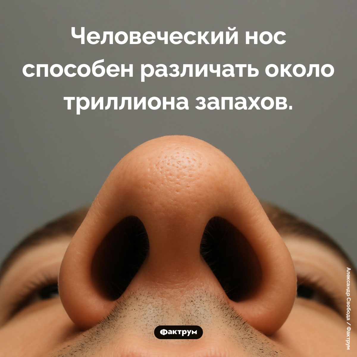 Сколько запахов различает человеческий нос. Человеческий нос способен различать около триллиона запахов.