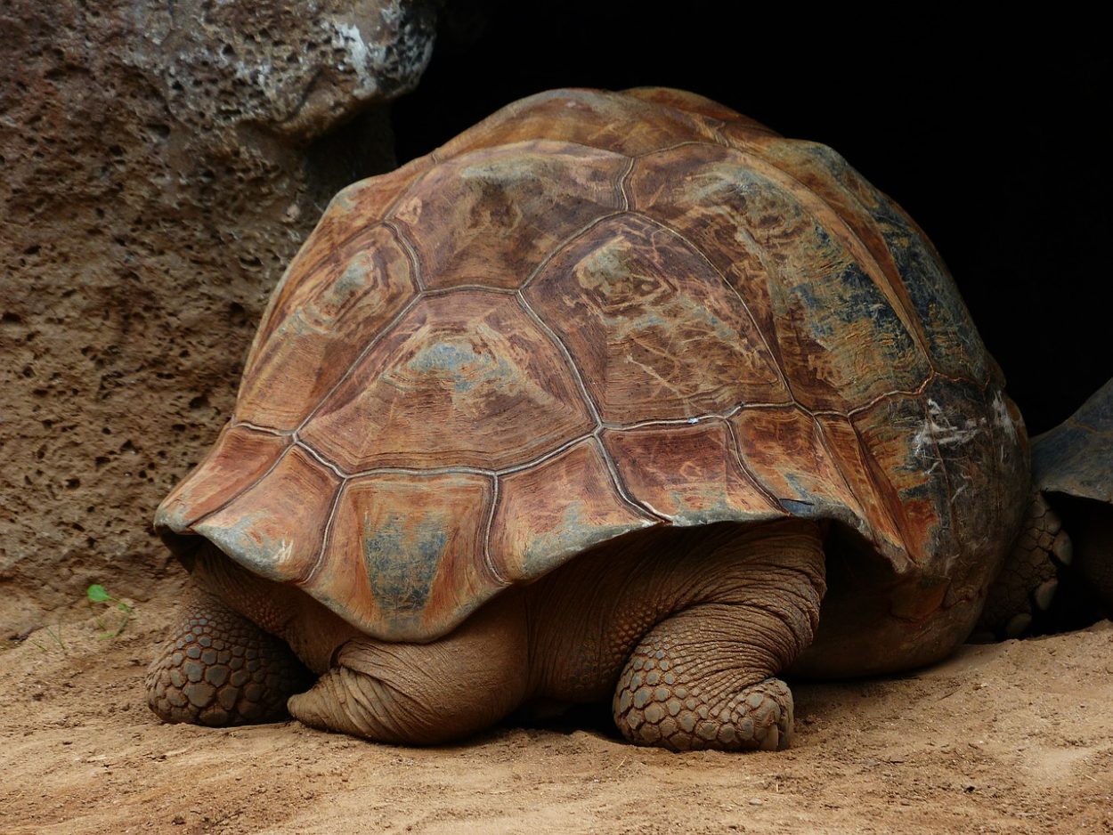 Гигантские черепахи вымирают потому что восхитительны