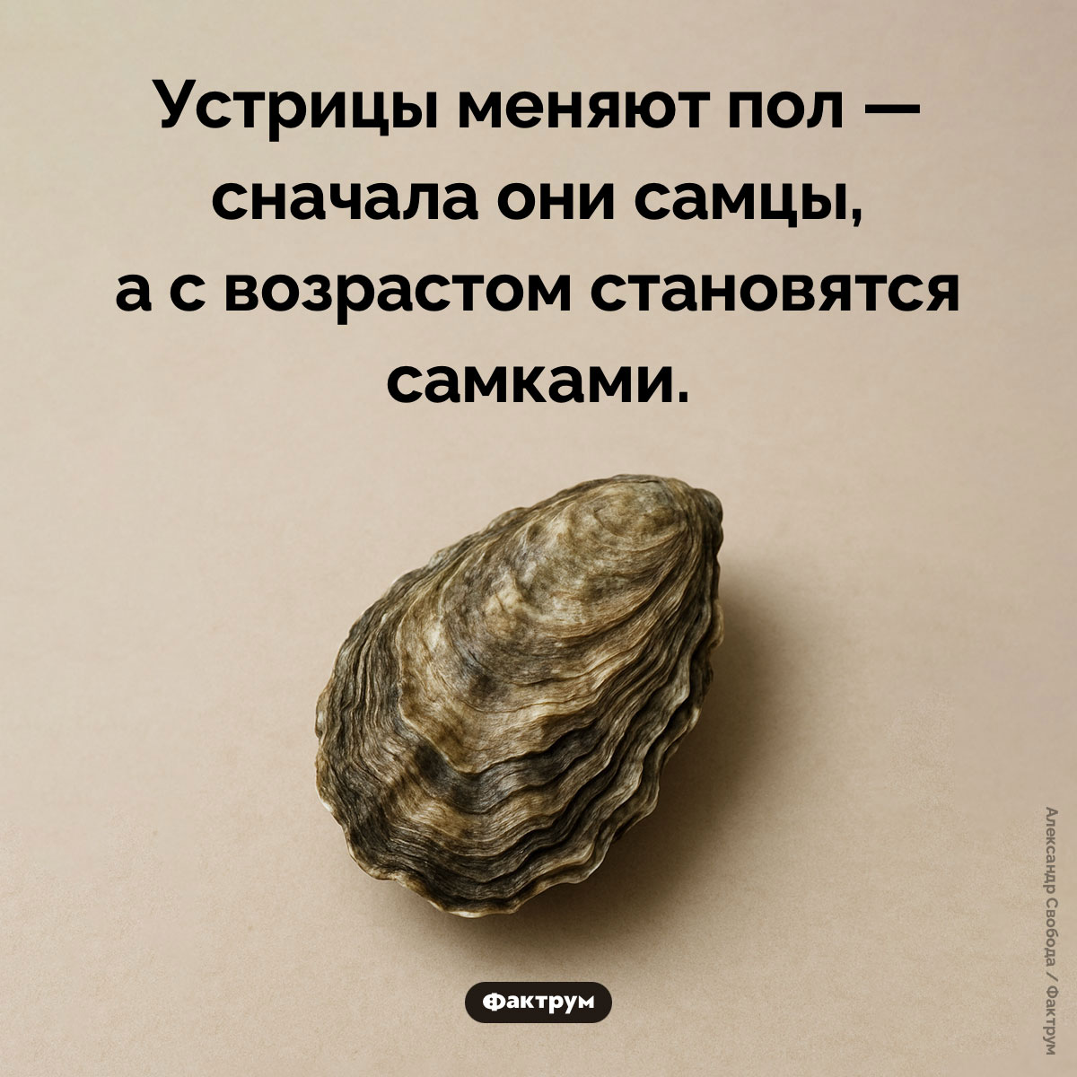 Устрицы меняют пол. Устрицы меняют пол — сначала они самцы, а с возрастом становятся самками.