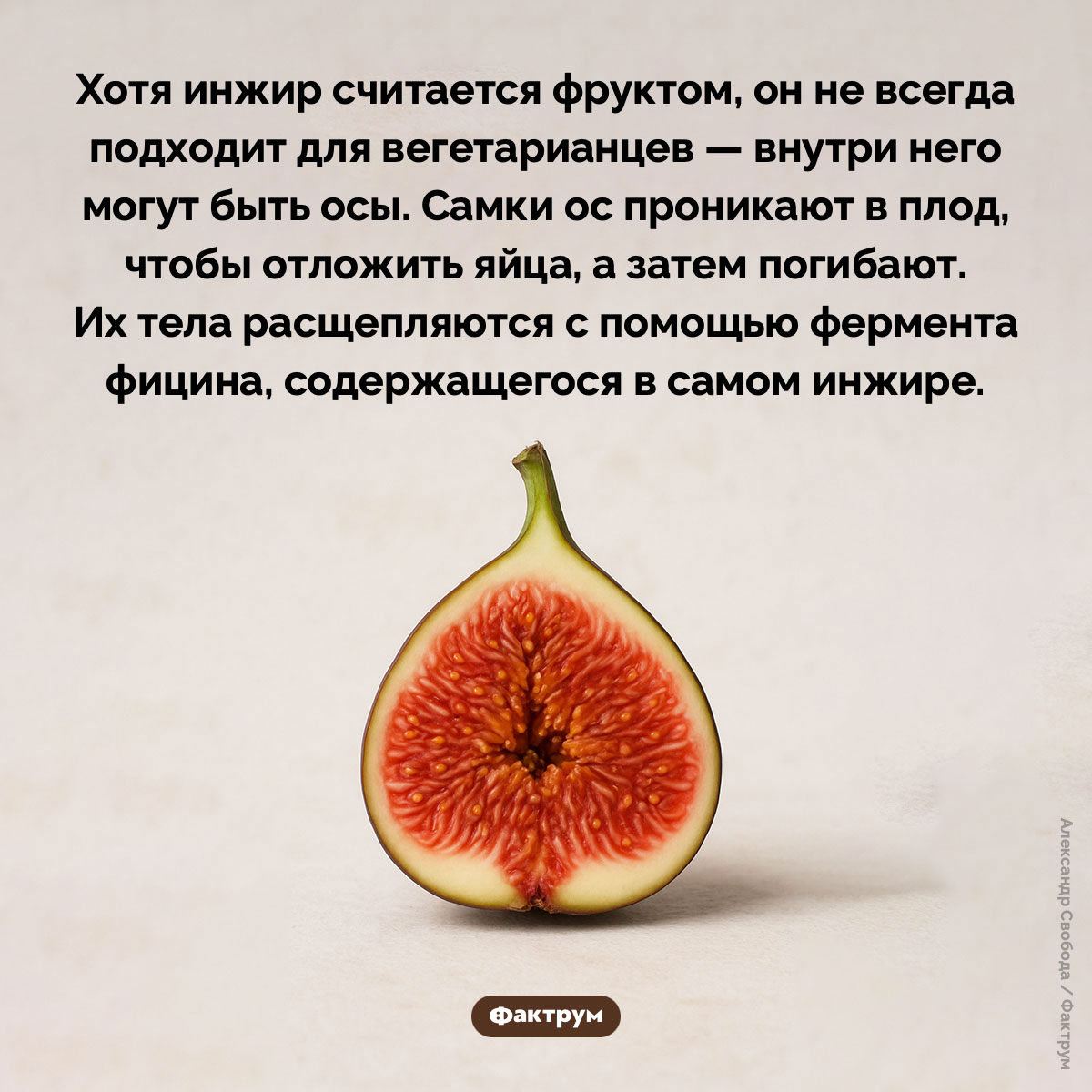 В инжире есть мёртвые осы