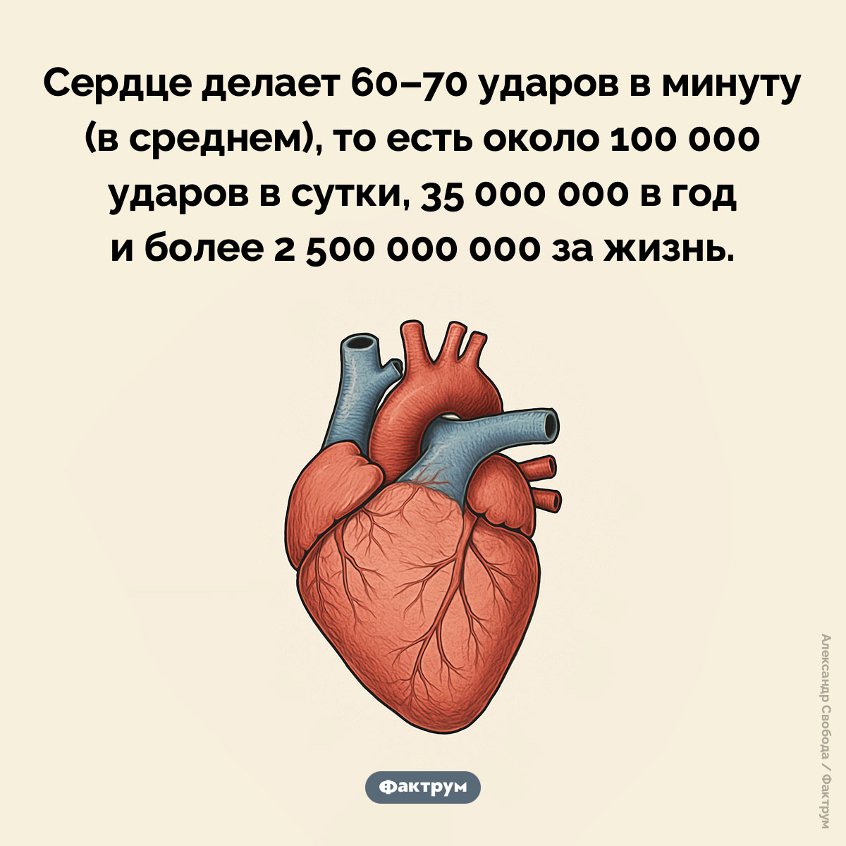 За жизнь человеческое сердце делает 2,5 млрд ударов. Сердце делает 60–70 ударов в минуту (в среднем), то есть около 100 000 ударов в сутки, 35 000 000 в год и более 2 500 000 000 за жизнь.