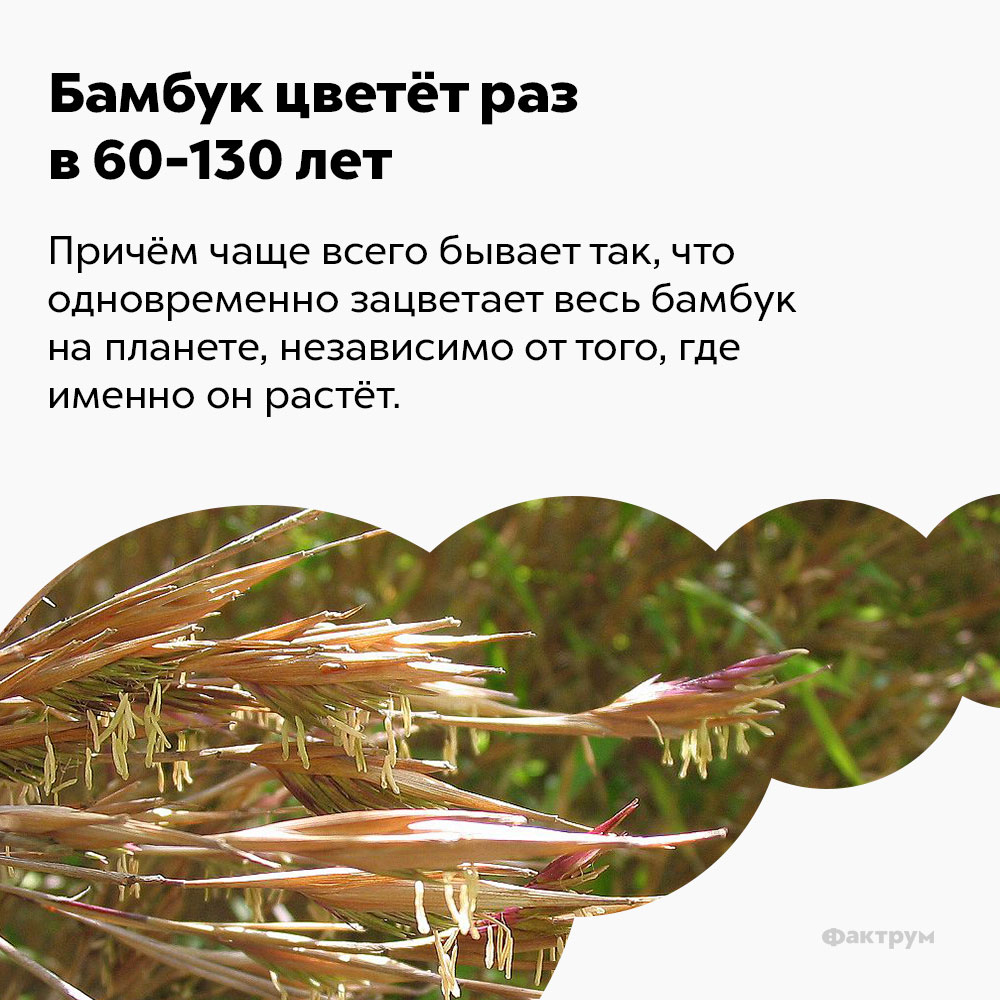 Бамбук цветёт раз в 60-130 лет. Причём чаще всего бывает так, что одновременно зацветает весь бамбук на планете, независимо от того, где именно он растёт.