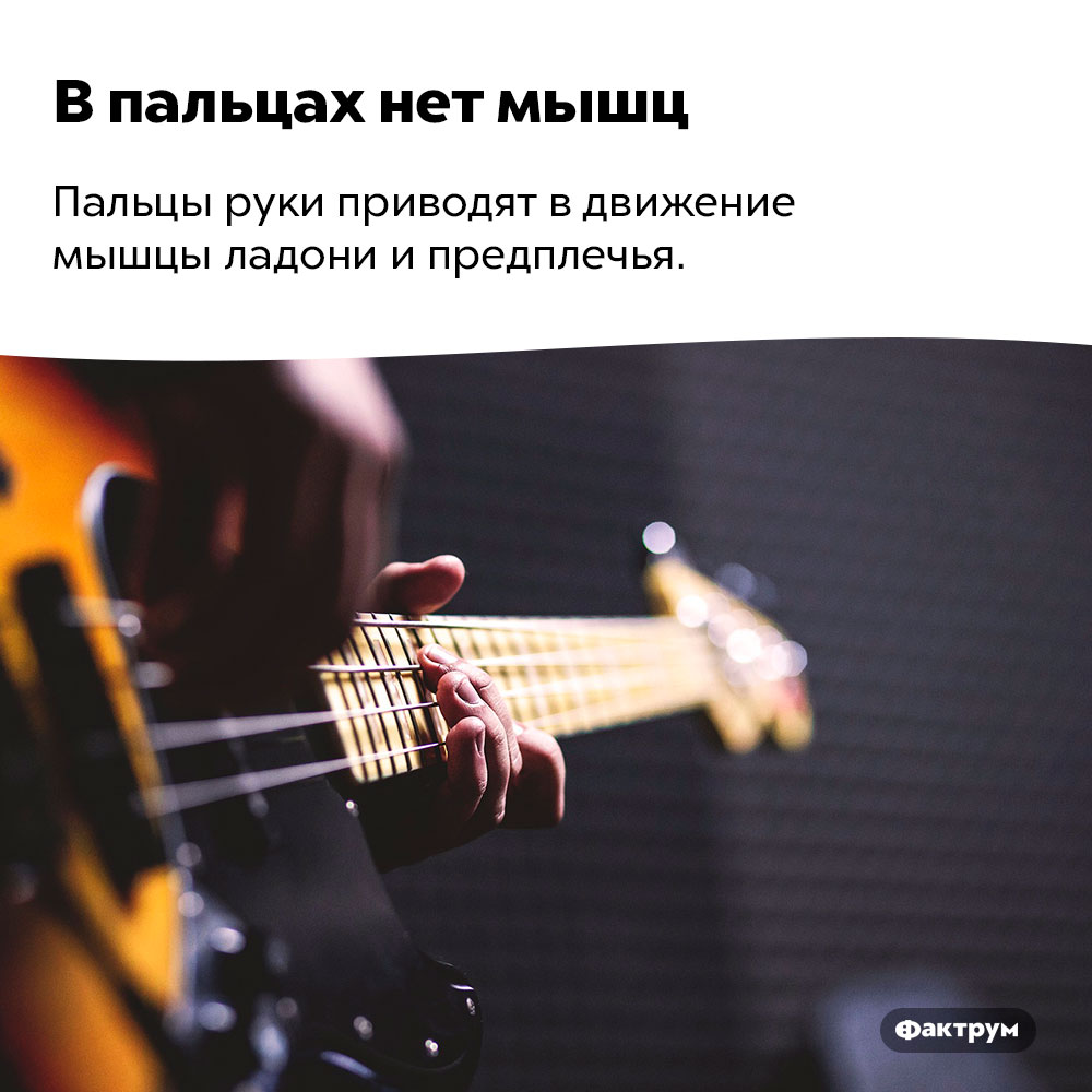 В пальцах нет мышц. Пальцы руки приводят в движение мышцы ладони и предплечья.