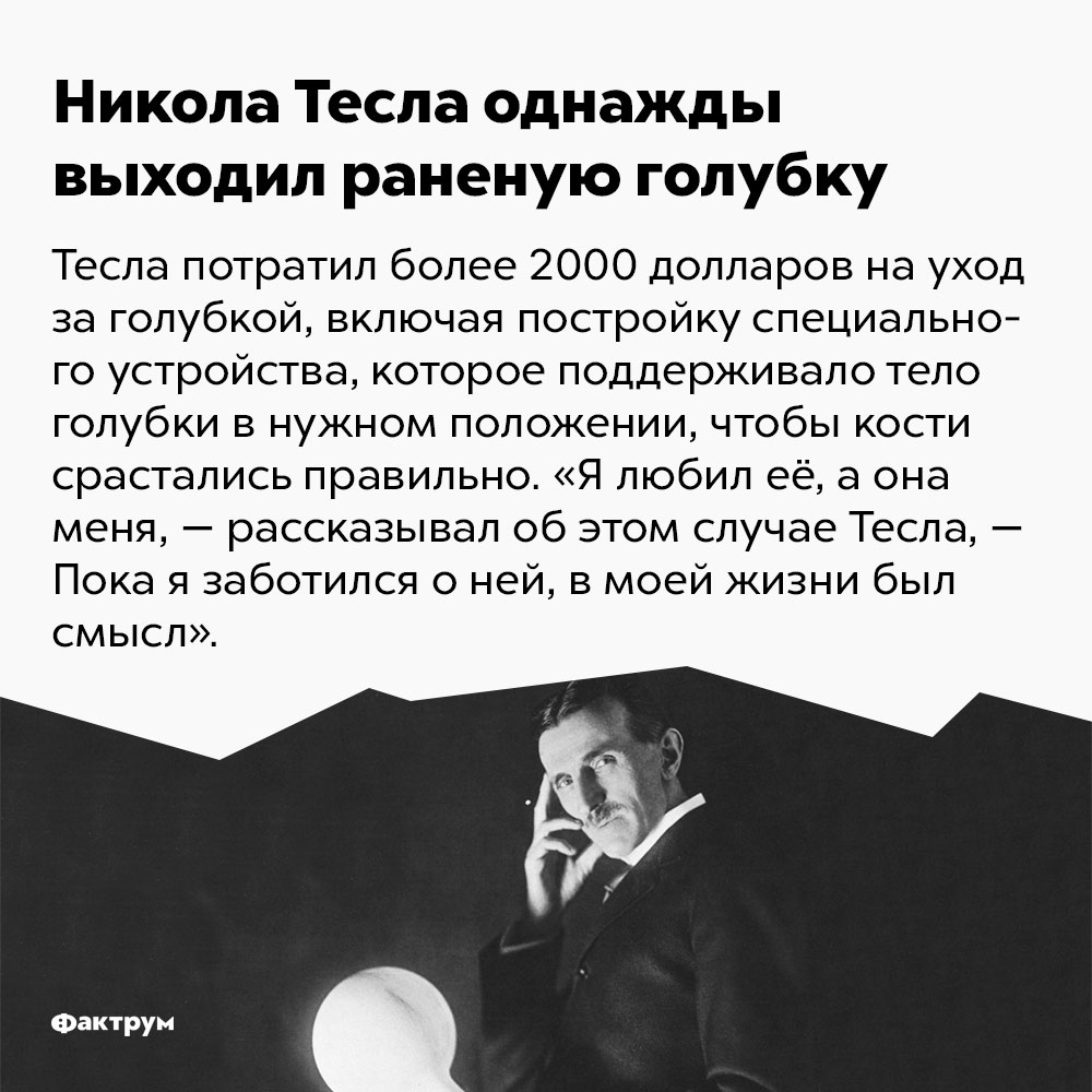 Никола Тесла однажды выходил раненую голубку. Тесла потратил более 2000 долларов на уход за голубкой, включая постройку специального устройства, которое поддерживало тело голубки в нужном положении, чтобы кости срастались правильно. «Я любил её, а она меня, — рассказывал об этом случае Тесла, — пока я заботился о ней, в моей жизни был смысл».