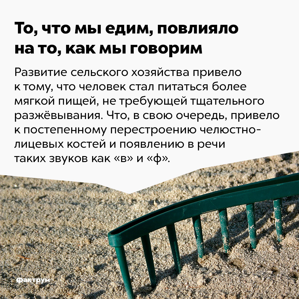 То, что мы едим, повлияло на то, как мы говорим. Развитие сельского хозяйства привело к тому, что человек стал питаться более мягкой пищей, не требующей тщательного разжёвывания. Что, в свою очередь, привело к постепенному перестроению челюстно-лицевых костей и появлению в речи таких звуков, как «в» и «ф».