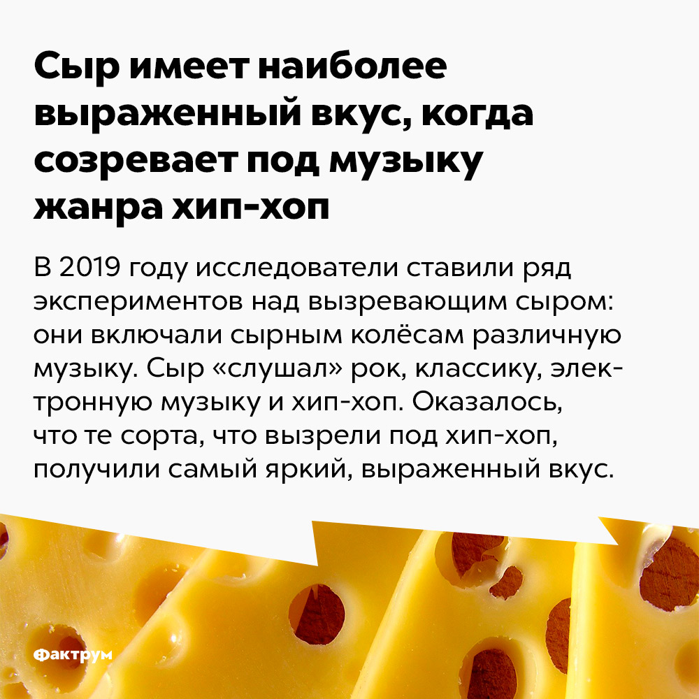 Сыр имеет наиболее выраженный вкус, когда созревает под музыку жанра хип-хоп. В 2019 году исследователи ставили ряд экспериментов над вызревающим сыром: они включали сырным колёсам различную музыку. Сыр «слушал» рок, классику, электронную музыку и хип-хоп. Оказалось, что те сорта, что вызрели под хип-хоп, получили самый яркий, выраженный вкус.