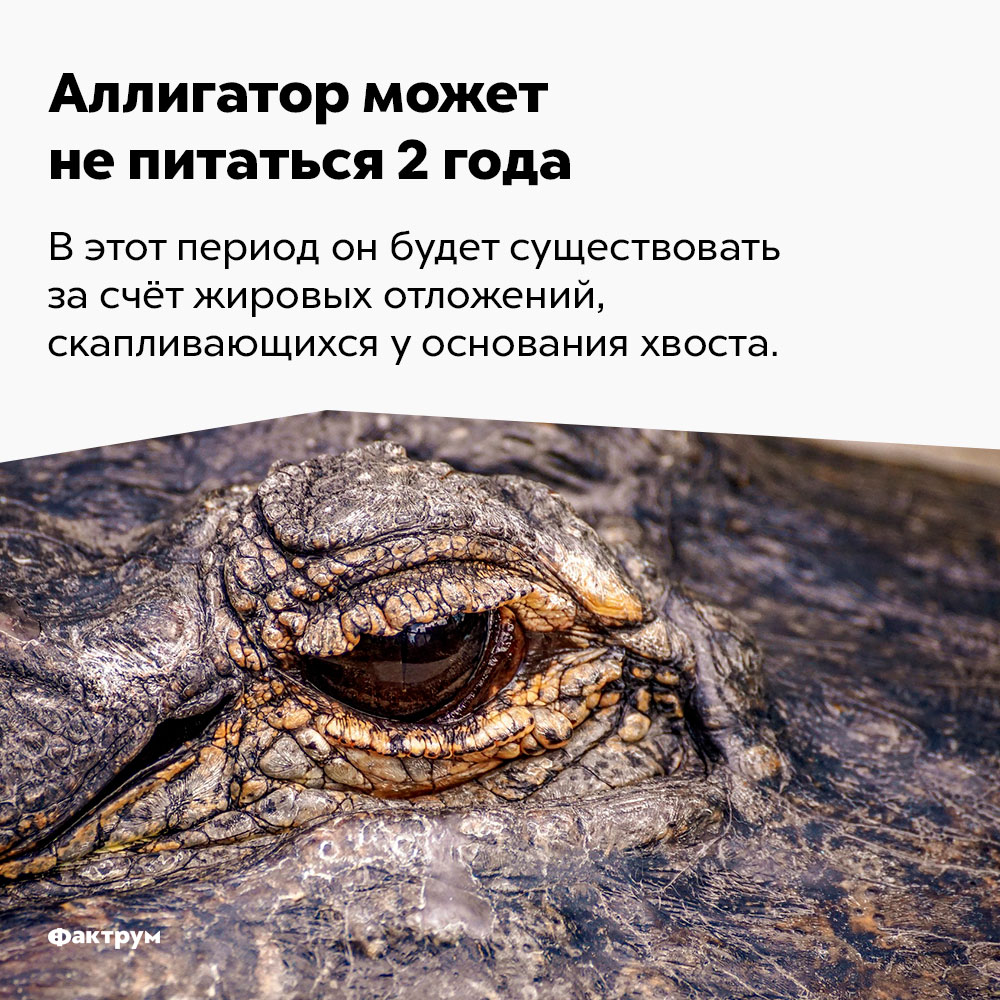 Аллигатор может не питаться 2 года. В этот период он будет существовать за счёт жировых отложений, скапливающихся у основания хвоста.