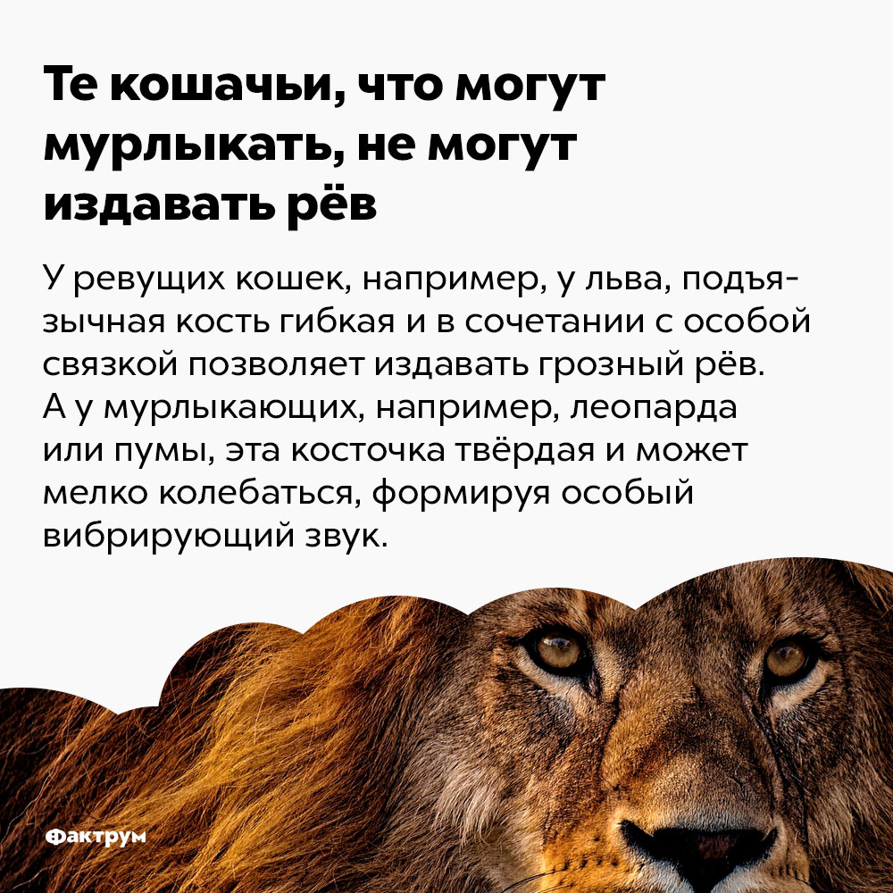 Те кошачьи, что могут мурлыкать, не могут издавать рёв. У ревущих кошек, например, у льва, подъязычная кость гибкая и в сочетании с особой связкой позволяет издавать грозный рёв. А у мурлыкающих, например, леопарда или пумы, эта косточка твёрдая и может мелко колебаться, формируя особый вибрирующих звук.