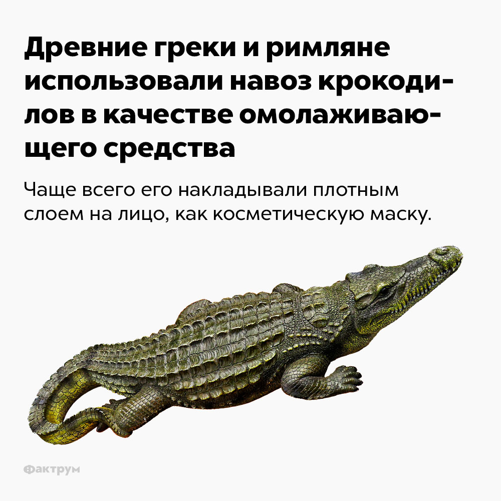 Древние греки и римляне использовали навоз крокодилов в качестве омолаживающего средства. Чаще всего его накладывали плотным слоем на лицо, как косметическую маску.