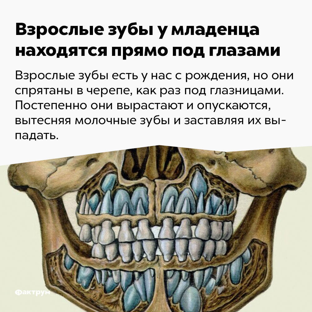 Взрослые зубы у младенца находятся прямо под глазами. Взрослые зубы есть у нас с рождения, но они спрятаны в черепе, как раз под глазницами. Постепенно они вырастают и опускаются, вытесняя молочные зубы и заставляя их выпадать.