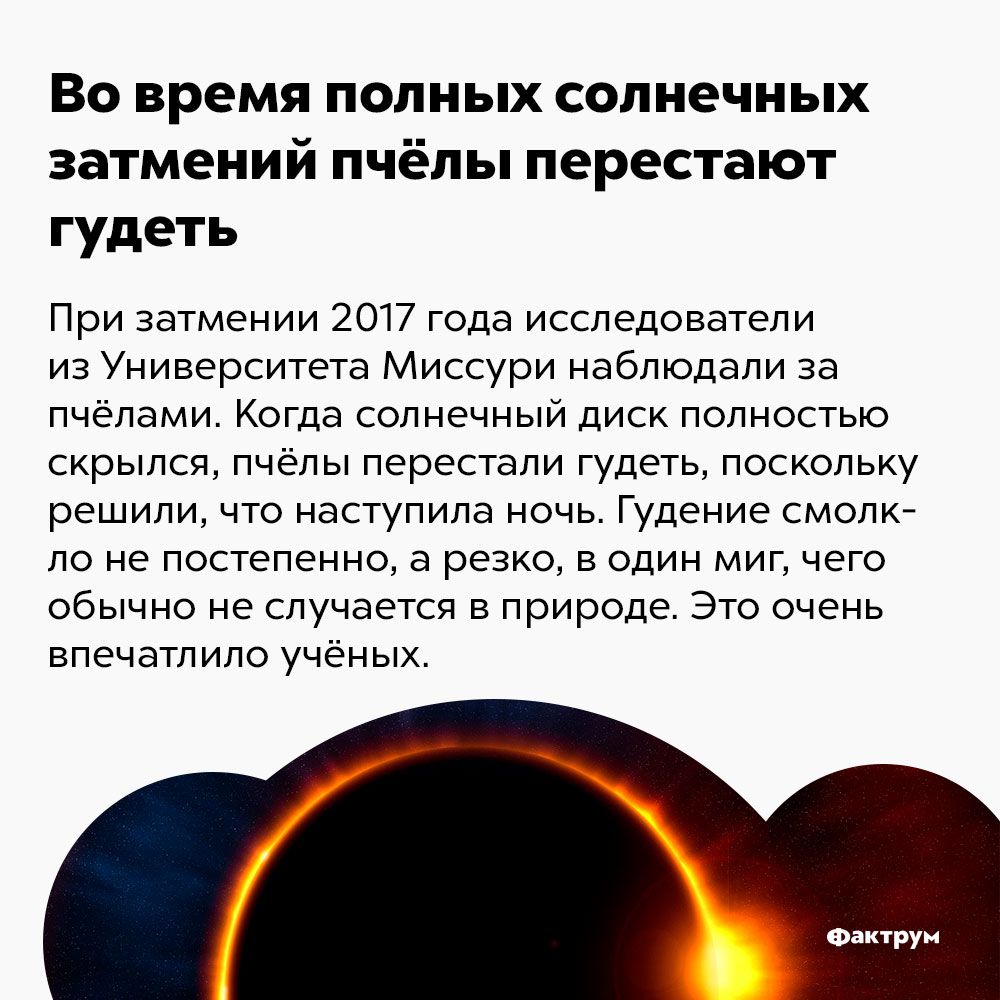 Во время полных солнечных затмений пчёлы перестают гудеть. При затмении 2017 года исследователи из Университета Миссури наблюдали за пчёлами. Когда солнечный диск полностью скрылся, пчёлы перестали гудеть, поскольку решили, что наступила ночь. Гудение смолкло не постепенно, а резко, в один миг, чего обычно не случается в природе. Это очень впечатлило учёных.