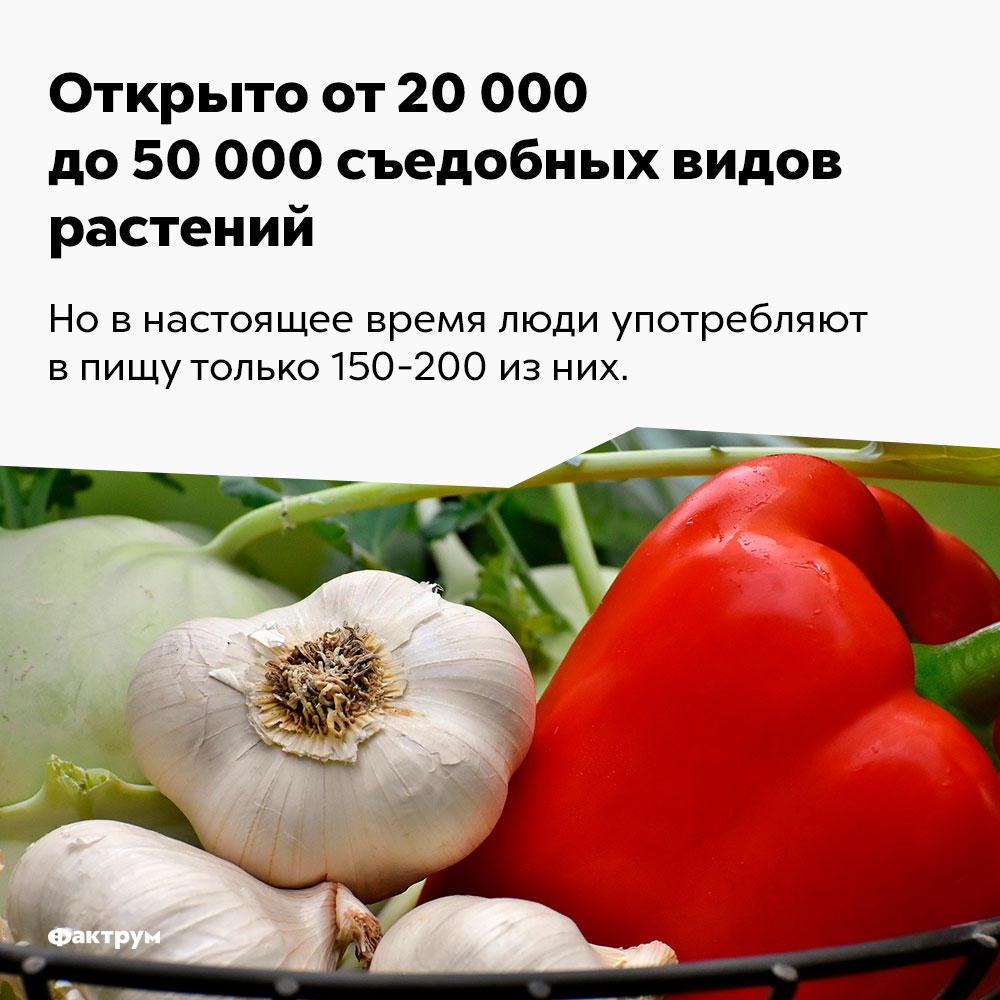 Открыто от 20 000 до 50 000 съедобных видов растений. Но в настоящее время люди употребляют в пищу только 150-200 из них.