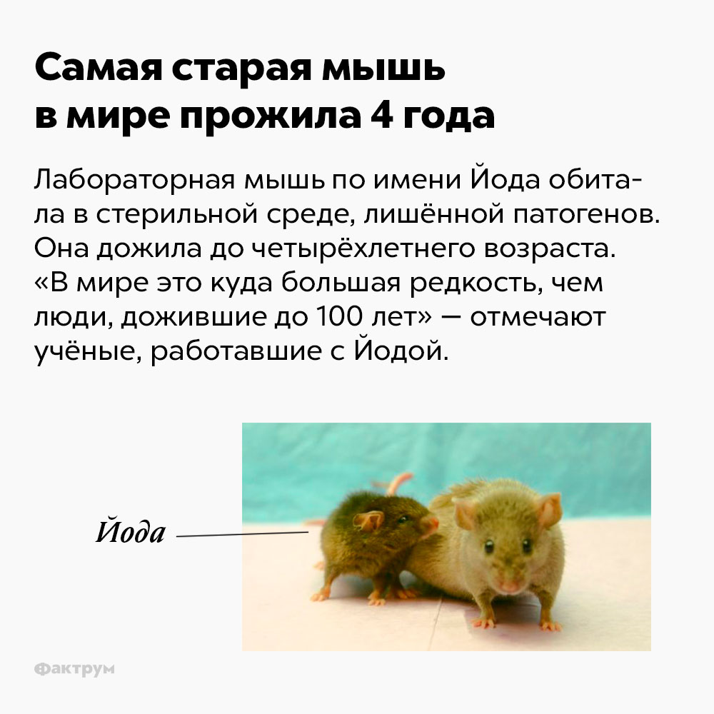 Самая старая мышь в мире прожила 4 года. Лабораторная мышь по имени Йода обитала в стерильной среде, лишённой патогенов. Она дожила до четырёхлетнего возраста. «В мире это куда большая редкость, чем люди, дожившие до ста лет» — отмечают учёные, работавшие с Йодой.