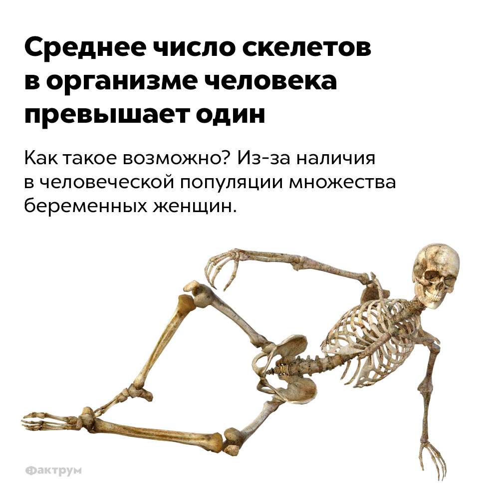 Среднее число скелетов в организме человека превышает один. Как такое возможно? Из-за наличия в человеческой популяции множества беременных женщин.