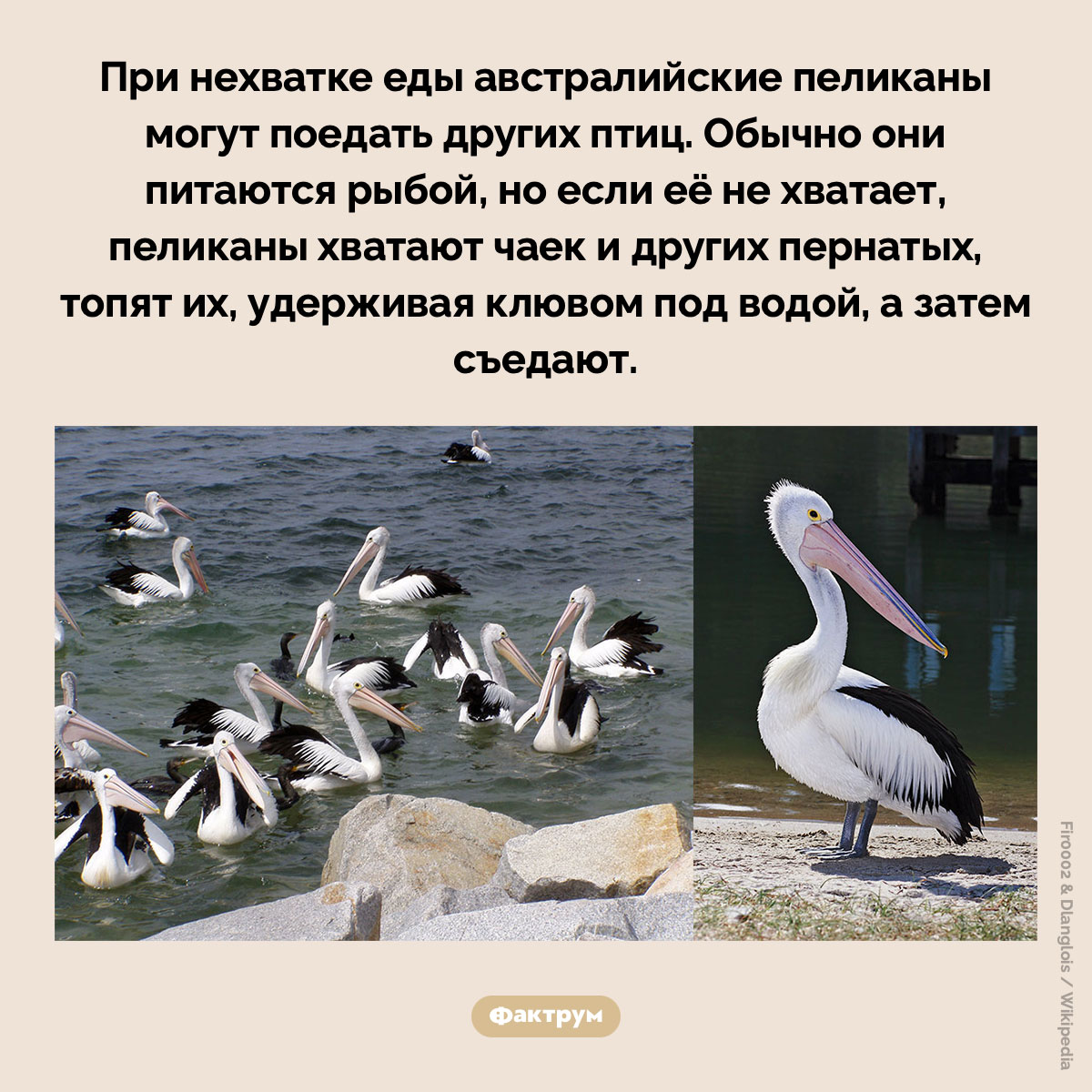 Австралийские пеликаны едят других птиц. При нехватке еды австралийские пеликаны могут поедать других птиц. Обычно они питаются рыбой, но если её не хватает, пеликаны хватают чаек и других пернатых, топят их, удерживая клювом под водой, а затем съедают.