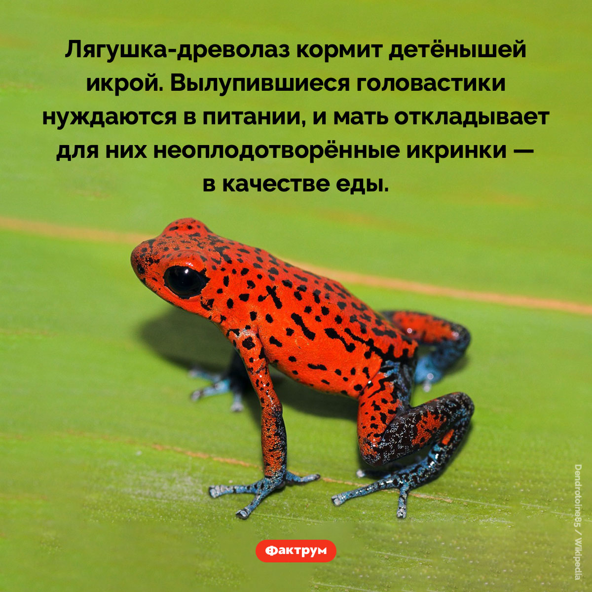 Лягушка-древолаз кормит детёнышей икрой. Лягушка-древолаз кормит детёнышей икрой. Вылупившиеся головастики нуждаются в питании, и мать откладывает для них неоплодотворённые икринки — в качестве еды.