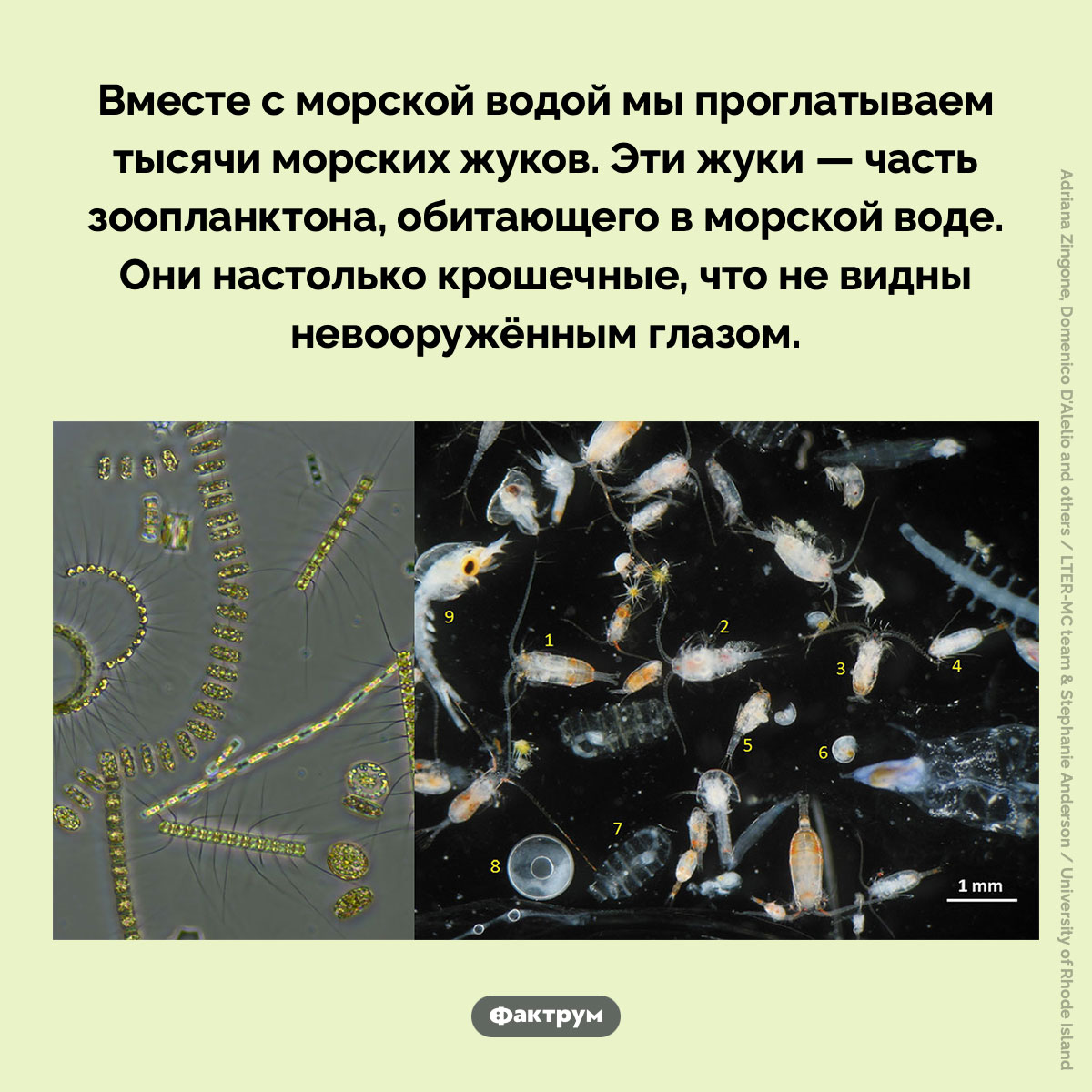 Микроскопические жуки в морской воде. Вместе с морской водой мы проглатываем тысячи морских жуков. Эти жуки — часть зоопланктона, обитающего в морской воде. Они настолько крошечные, что не видны невооружённым глазом.