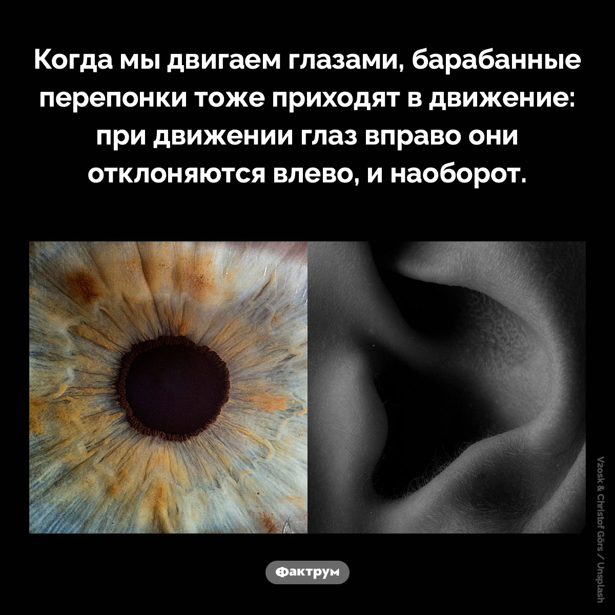 Наши барабанные перепонки двигаются вместе с глазами. Когда мы двигаем глазами, барабанные перепонки тоже приходят в движение: при движении глаз вправо они отклоняются влево, и наоборот.