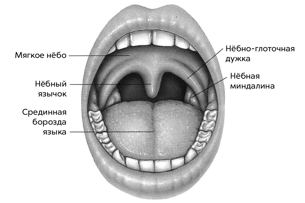 Белые Миндалины Фото