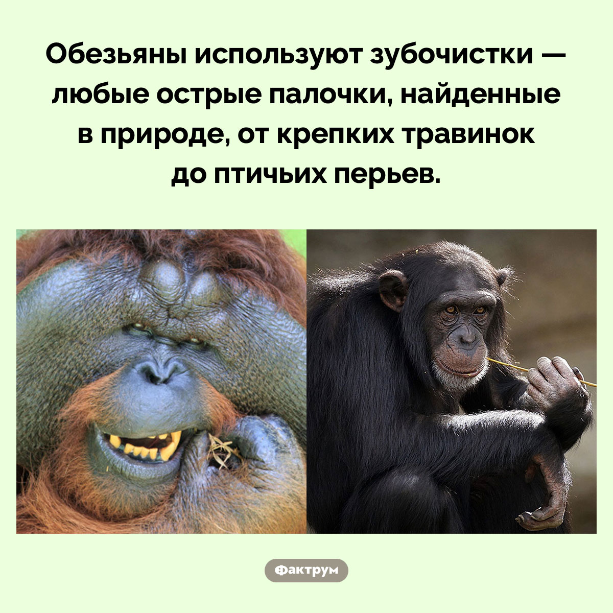 Обезьяны используют зубочистки. Обезьяны используют зубочистки — любые острые палочки, найденные в природе, от крепких травинок до птичьих перьев.