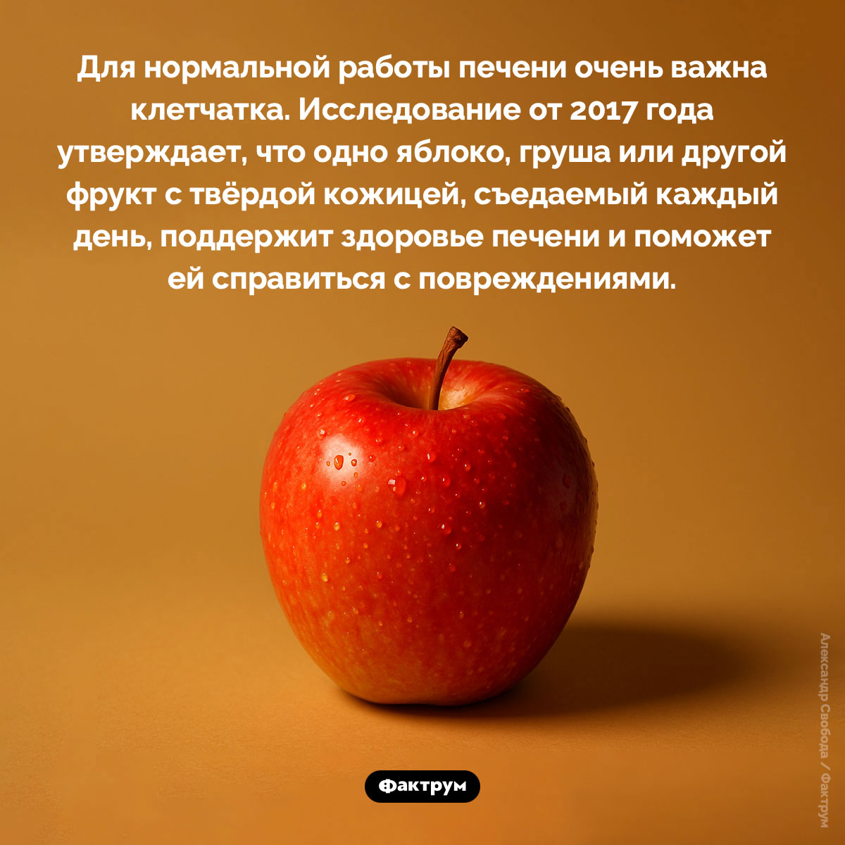 Одно яблоко в день может спасти вашу печень. Для нормальной работы печени очень важна клетчатка. Исследование от 2017 года утверждает, что одно яблоко, груша или другой фрукт с твёрдой кожицей, съедаемый каждый день, поддержит здоровье печени и поможет ей справиться с повреждениями.