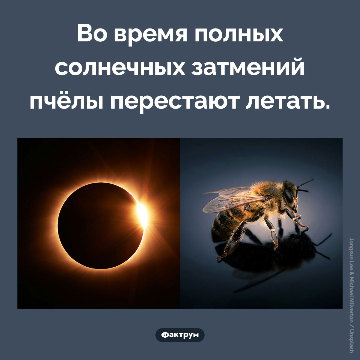 Пчелы и солнечные затмения. Во время полных солнечных затмений пчёлы перестают летать.